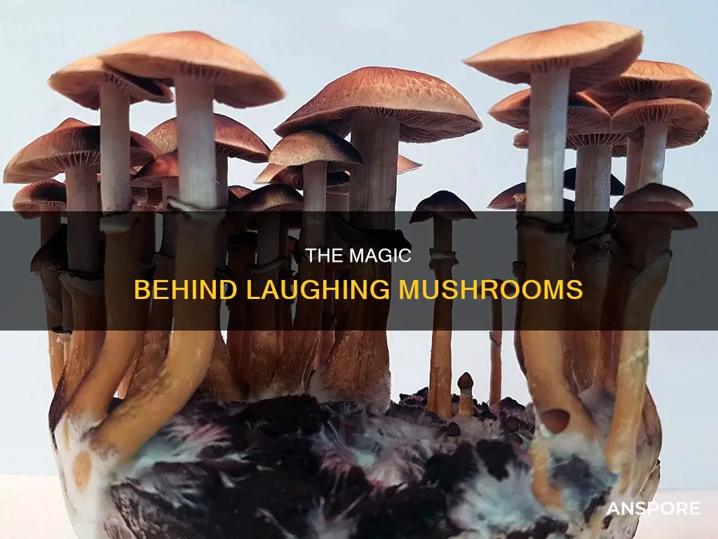 how do laughing mushrooms work