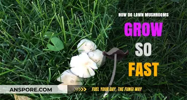 Rapid Lawn Mushroom Growth: Secrets Behind Their Speedy Spread