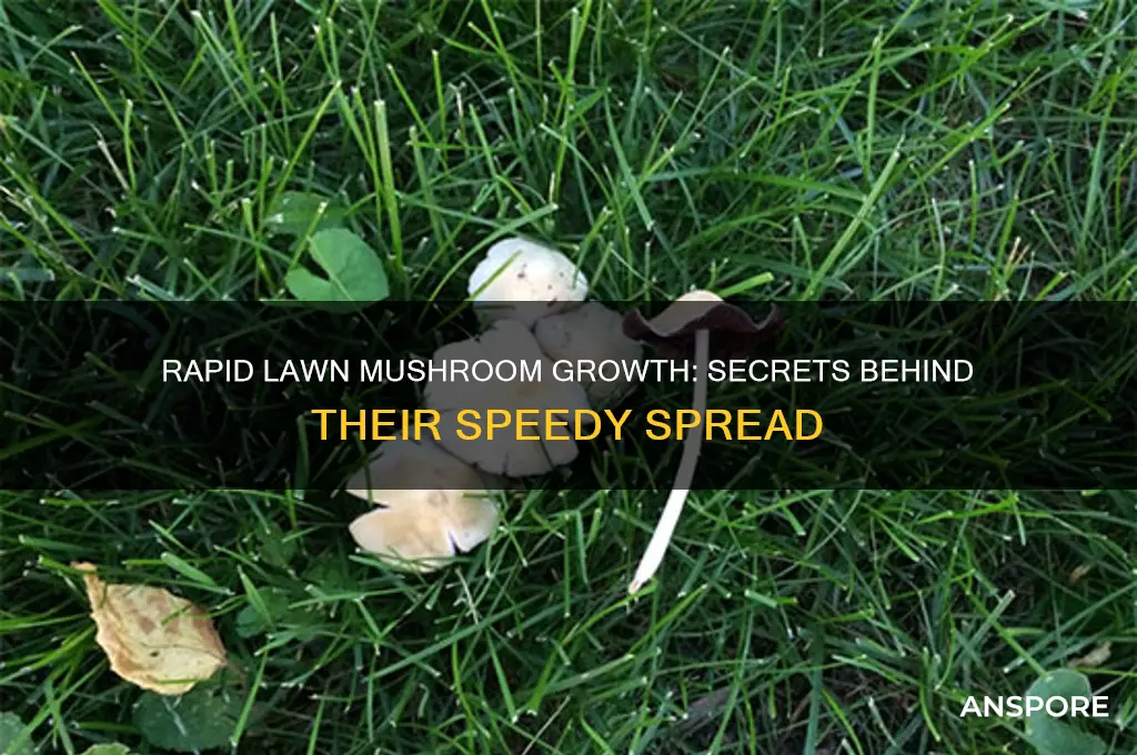 how do lawn mushrooms grow so fast