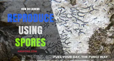 Lichens' Unique Reproduction: How Spores Ensure Survival and Spread