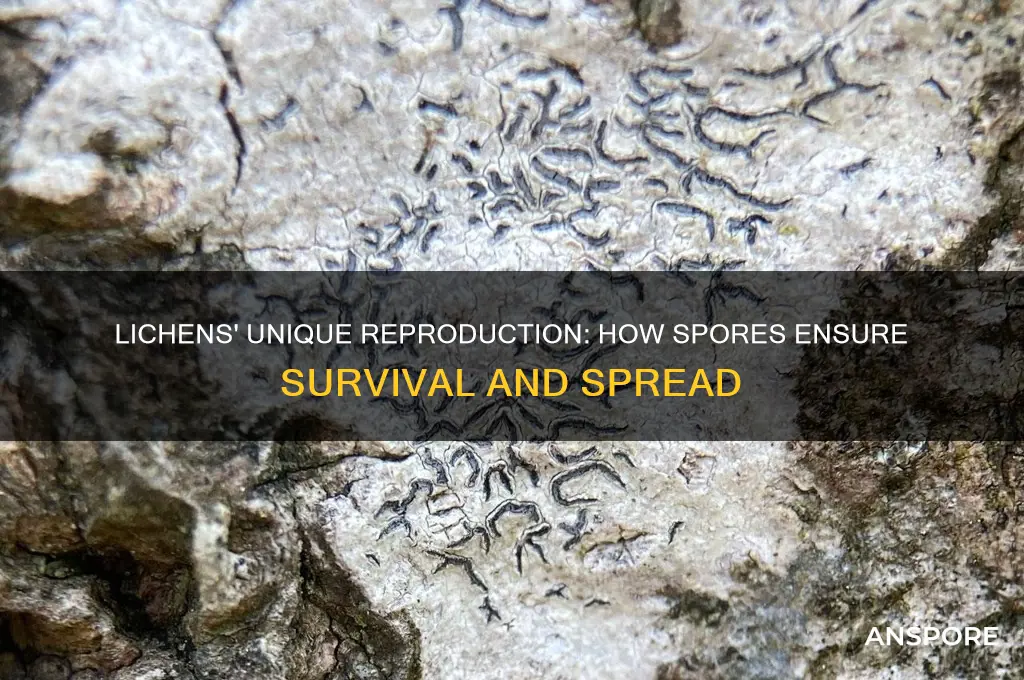 how do lichens reproduce using spores