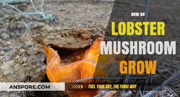 Unveiling the Unique Growth Process of Lobster Mushrooms in Nature