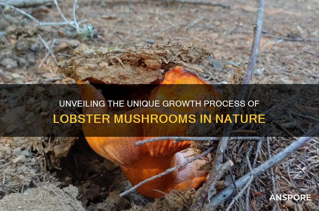 how do lobster mushrooms grow