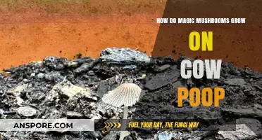 Magic Mushrooms and Cow Dung: The Fascinating Growth Process Explained