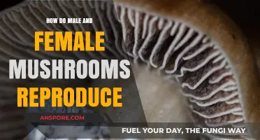 Mushroom Reproduction: Male, Female, and More
