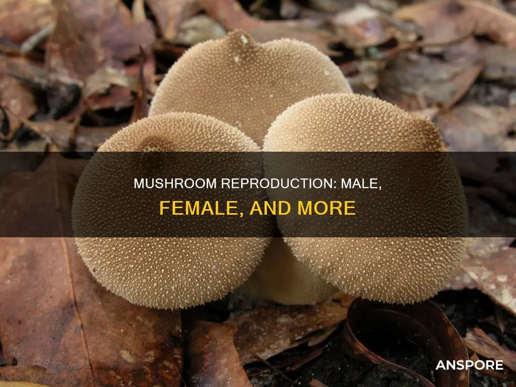 how do male and female mushrooms reproduce