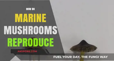 Marine Mushrooms: Their Unique Reproductive Strategies