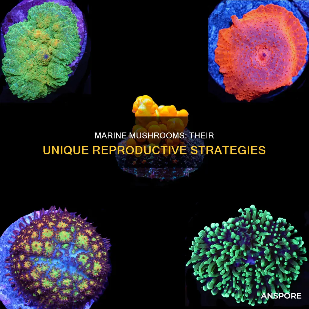 how do marine mushrooms reproduce