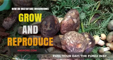Matsutake Mushrooms: Growth, Reproduction, and Forest Ecosystem Secrets