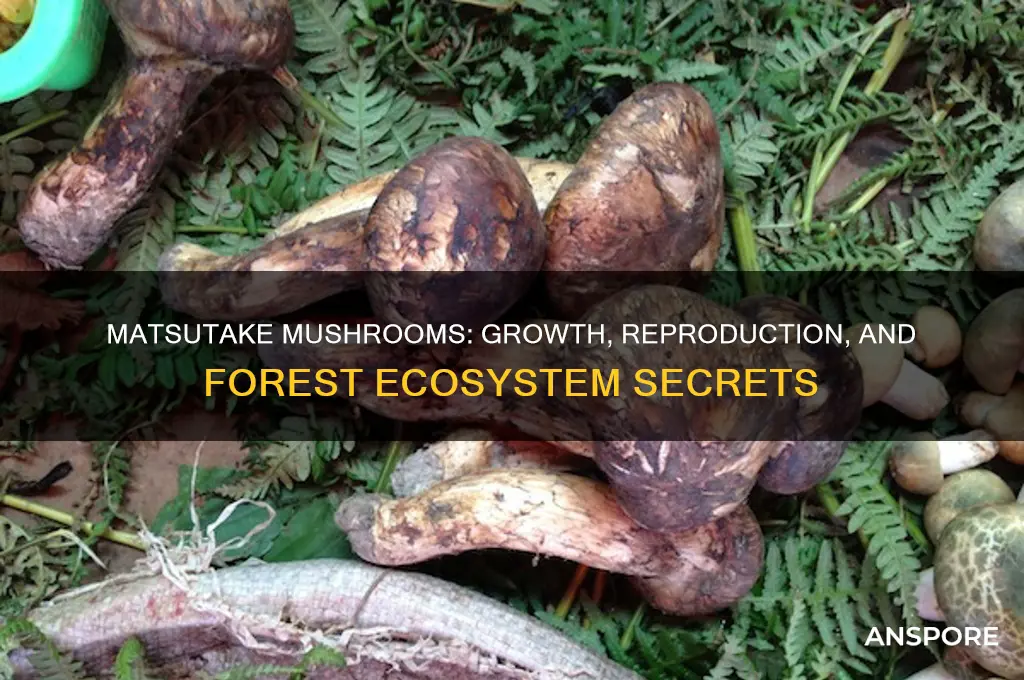 how do matsutake mushrooms grow and reproduce