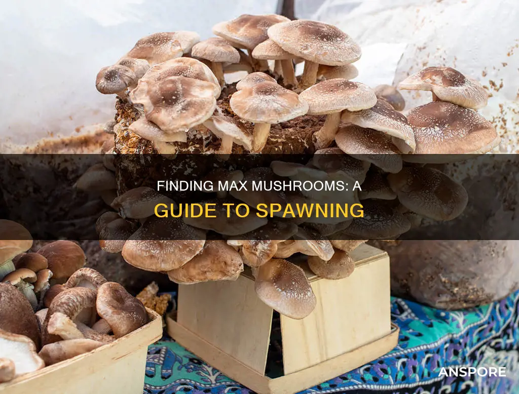 how do max mushrooms spawn