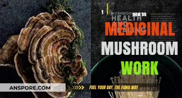 Medicinal Mushrooms: Nature's Superpowers Explained