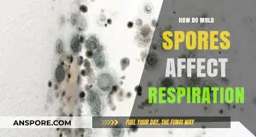 Mold Spores and Breathing: Uncovering Their Impact on Respiratory Health