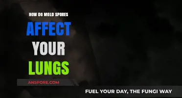 Mold Spores and Lung Health: Understanding the Hidden Respiratory Risks