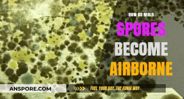Understanding How Mold Spores Become Airborne and Spread Indoors