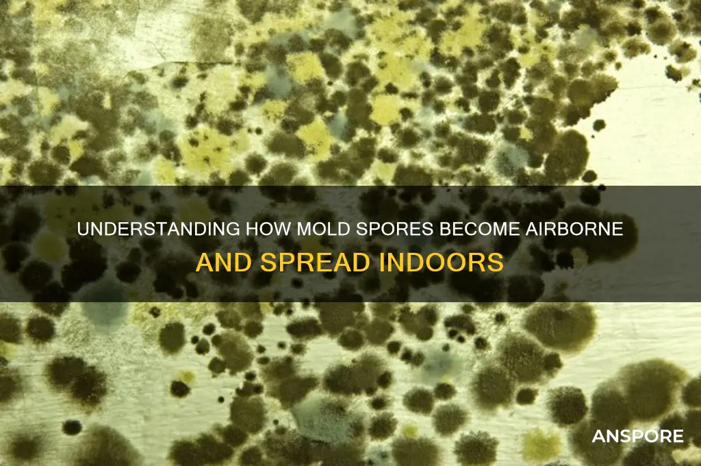 how do mold spores become airborne