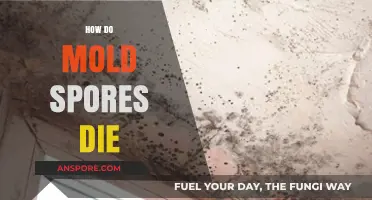 Effective Ways to Kill Mold Spores and Prevent Their Growth