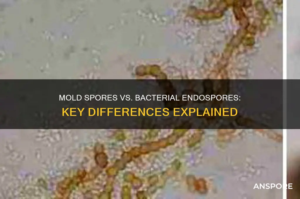 how do mold spores differ from bacterial endospores