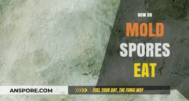 How Mold Spores Feed: Unveiling Their Unique Survival Strategies