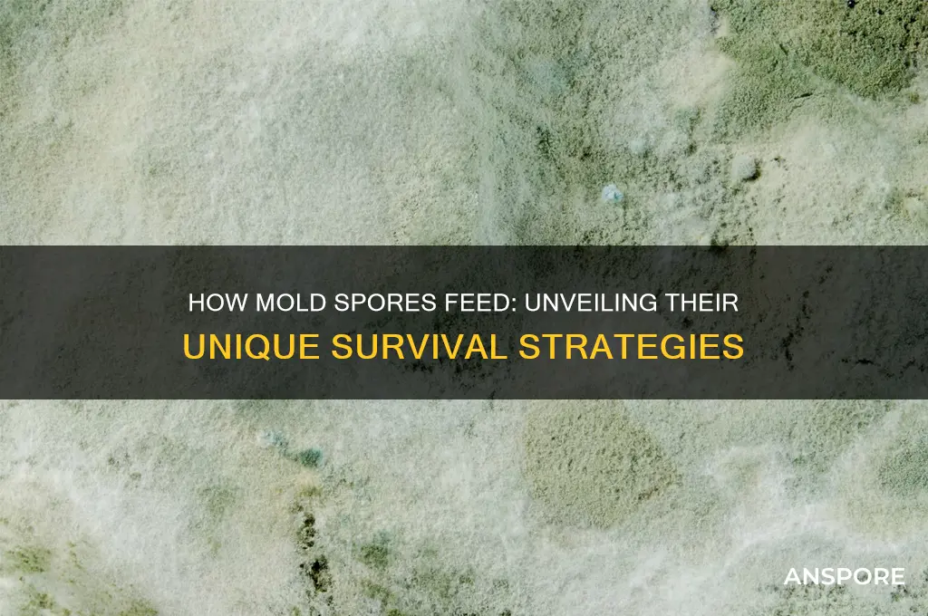 how do mold spores eat