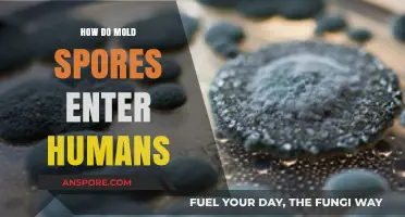 Understanding Mold Spore Inhalation: How They Enter and Affect Humans