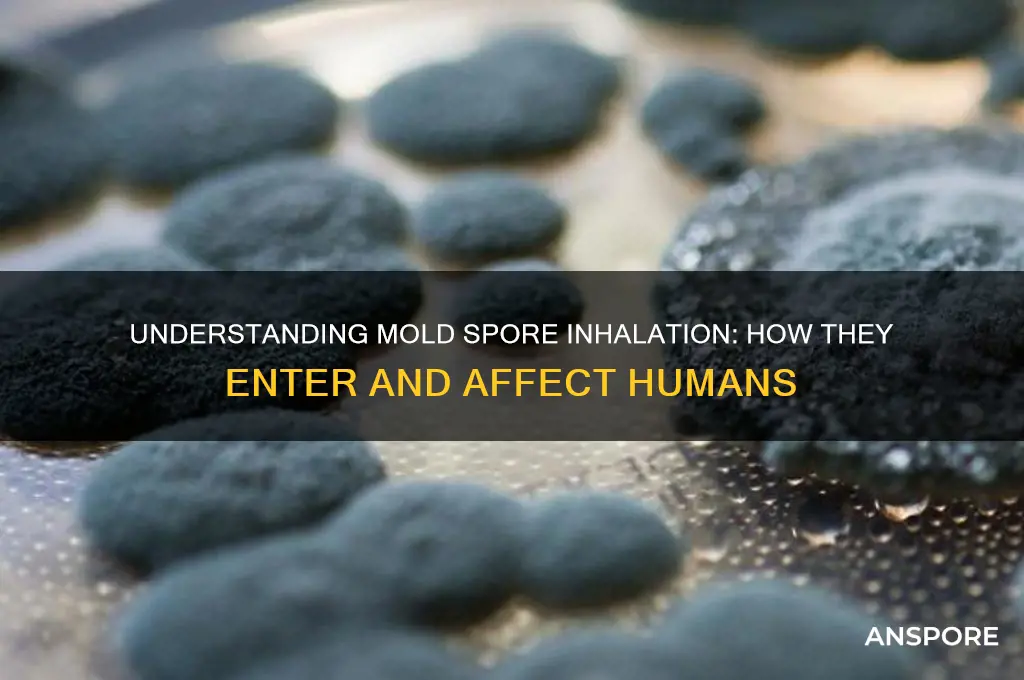 how do mold spores enter humans
