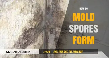 Understanding Mold Spores: Formation, Growth, and Environmental Factors