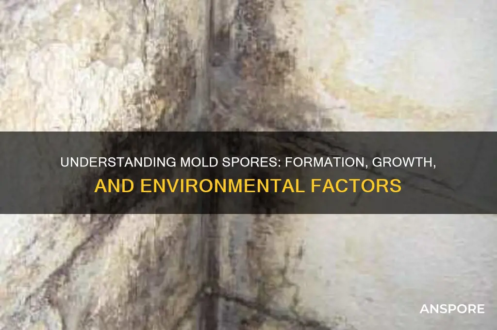 how do mold spores form