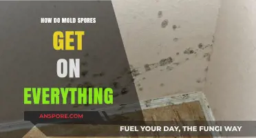 How Mold Spores Invisibly Spread and Contaminate Everything Around Us