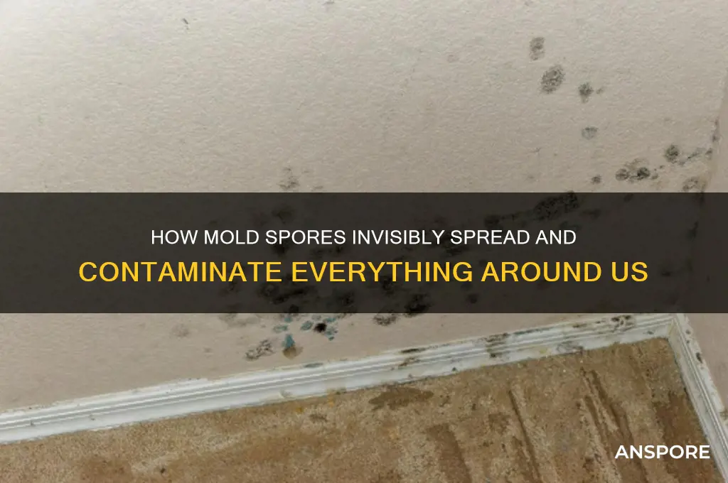 how do mold spores get on everything
