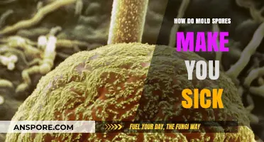 Understanding Mold Spores: How They Trigger Illness and Health Risks