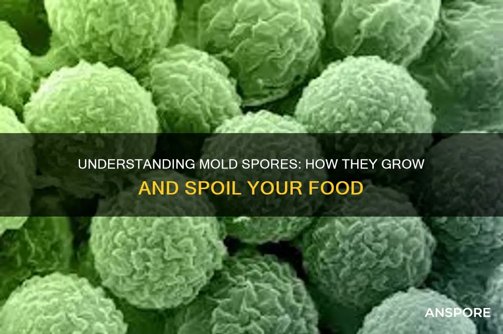 how do mold spores work on food