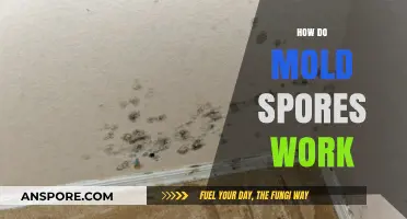 Understanding Mold Spores: How They Spread, Grow, and Affect Your Home