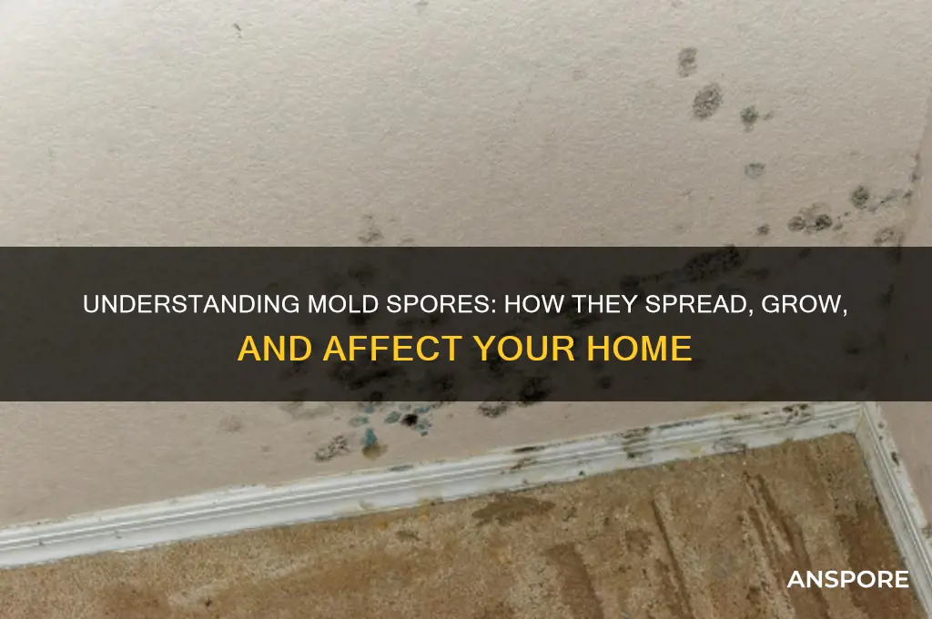 how do mold spores work