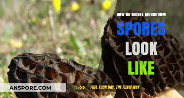 Exploring the Unique Appearance of Morel Mushroom Spores Up Close