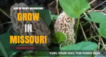 Missouri Morel Mushrooms: Growing Conditions, Season, and Harvest Tips