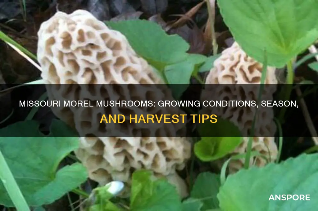 how do morel mushrooms grow in missouri