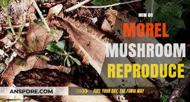 Unveiling Morel Mushroom Reproduction: Spores, Mycelium, and Fruiting Bodies Explained