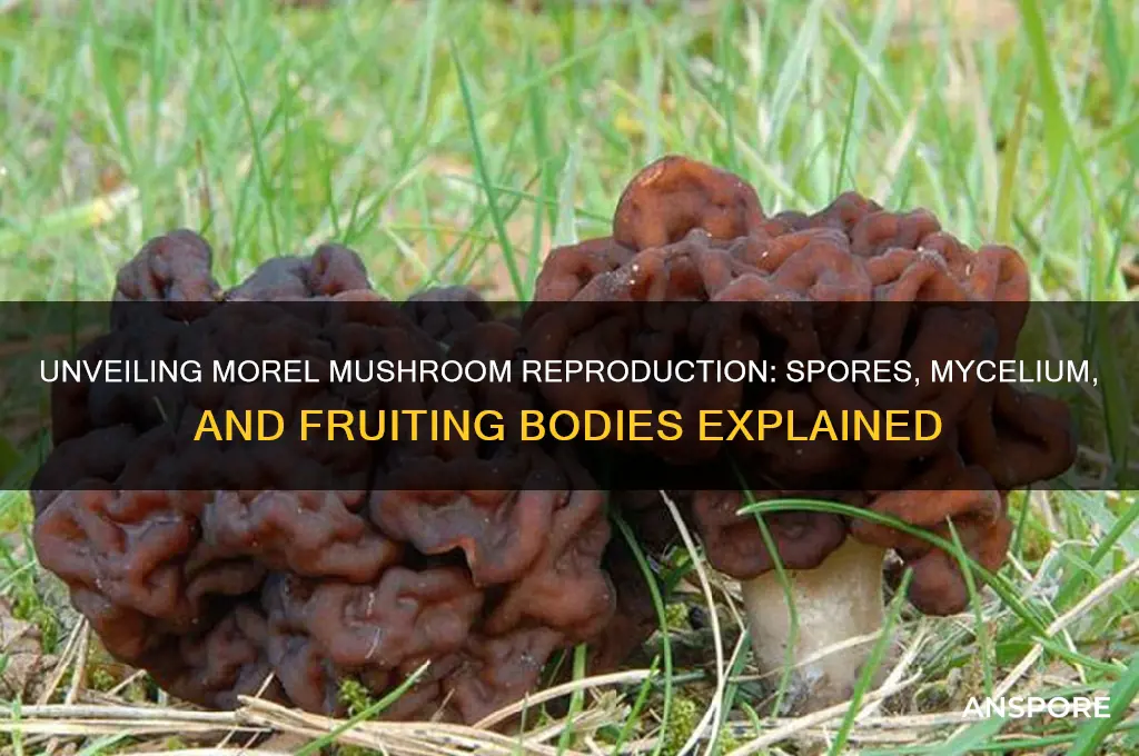 how do morel mushrooms reproduce