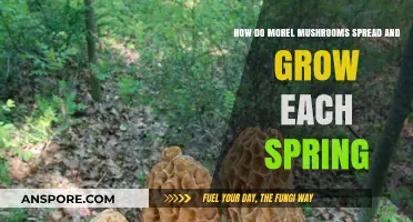 Spring's Morel Mushroom Magic: Unveiling Their Annual Growth and Spread