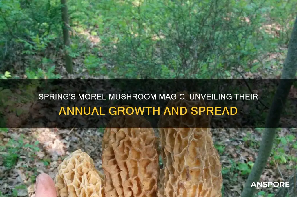 how do morel mushrooms spread and grow each spring