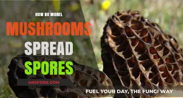 Unveiling the Fascinating Methods of Morel Mushroom Spore Dispersal