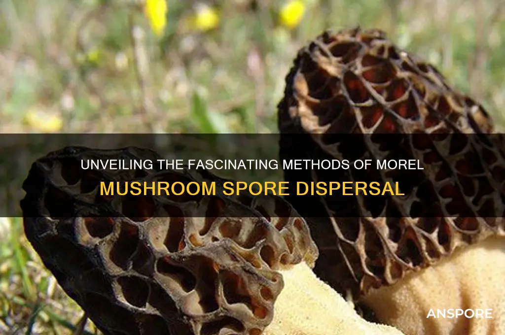 how do morel mushrooms spread spores