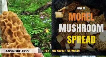 Understanding Morel Mushroom Propagation: Spores, Mycelium, and Environmental Factors