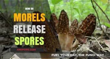Unveiling the Fascinating Process of Morel Spores Dispersal