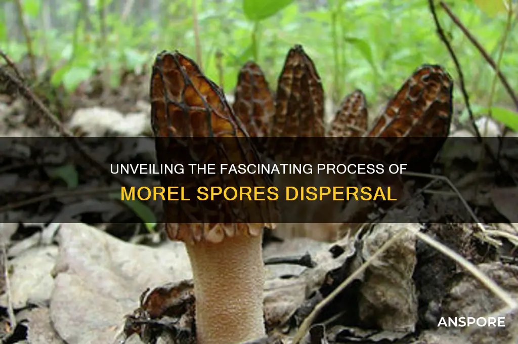 how do morels release spores