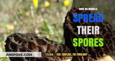 How Morels Disperse Spores: Nature's Ingenious Propagation Strategies Explained