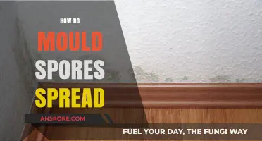 Understanding Mould Spores: How They Spread and Thrive in Your Home