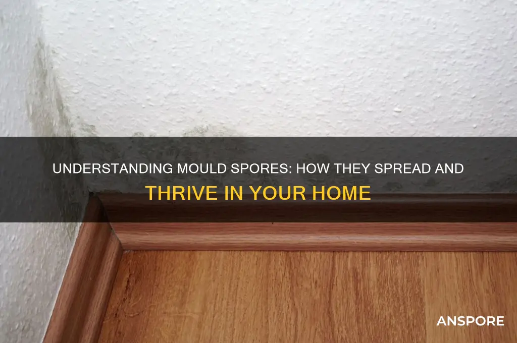 how do mould spores spread