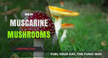 Mushroom Magic: Unlocking Muscarine's Power